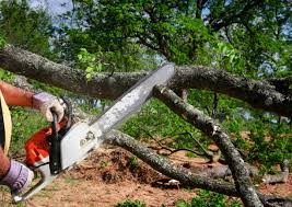 Lawn Renovation and Restoration in Lely Resort, FL