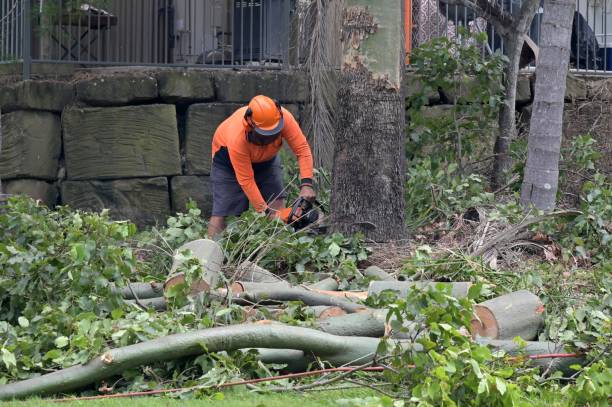 Why Choose Our Tree Removal Services in Lely Resort, FL?